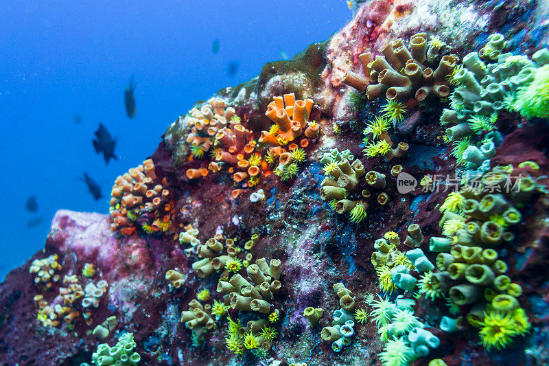 水下充满活力的珊瑚礁橙色杯珊瑚(Tubastraea coccinea)